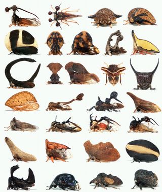 Treehoppers display an endless diversity of forms, most of which are conveyed by a bizzare structure called the helmet, an novel homologue to wings no longer involved in flight.