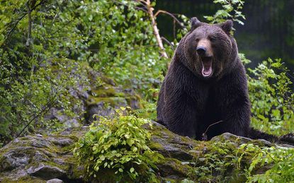 A brown bear in the forest in the Bayerische NAtional park.