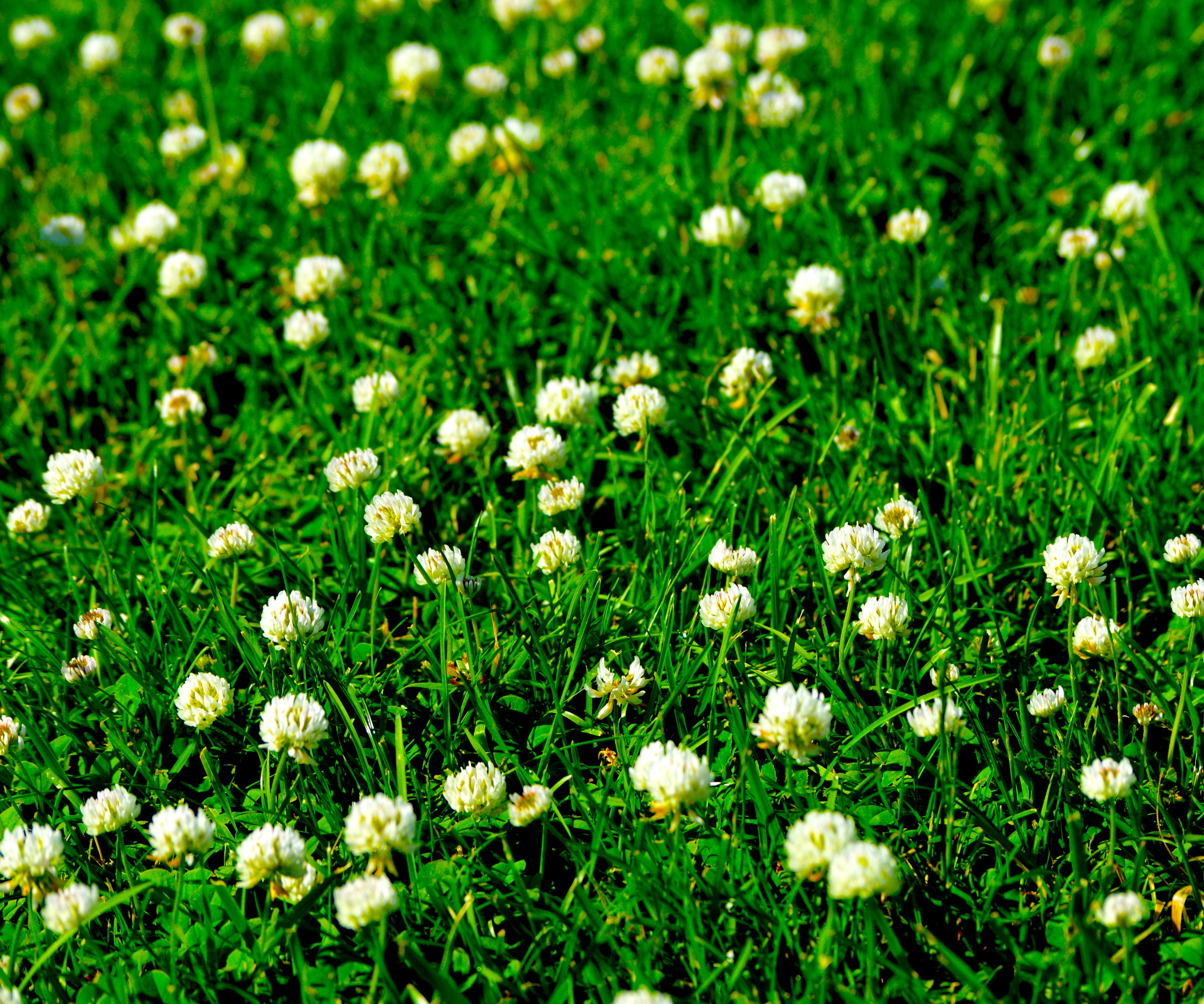 A green clover lawn with white flowers