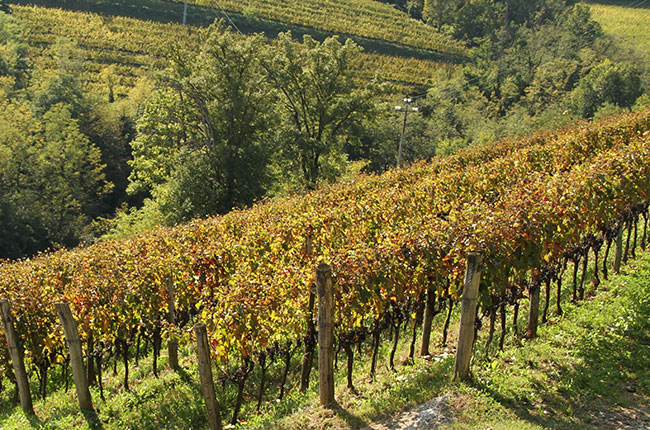 Radikon vineyard, Merlot