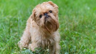 Brussels Griffon