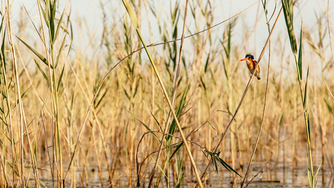 Okavango Delta kingfisher
