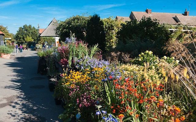 Plants for sale at RHS Hyde Hall, Essex