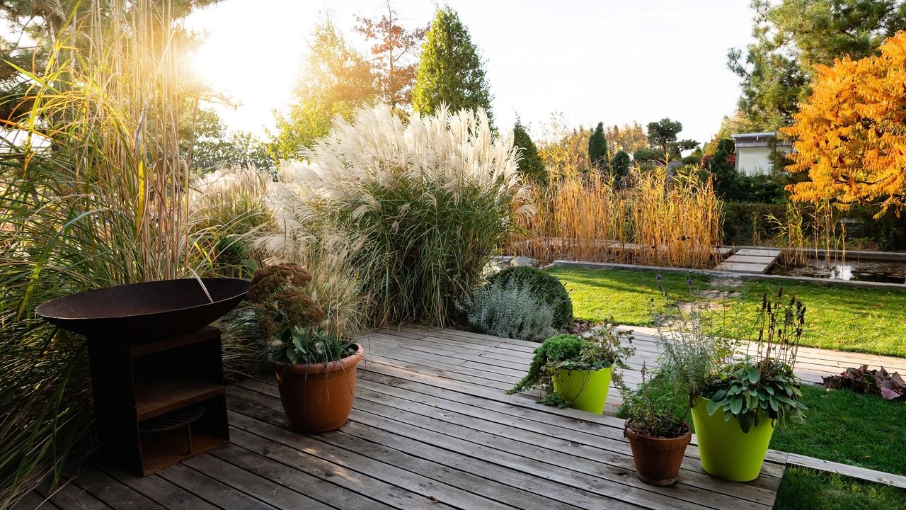 garden with ornamental grass including pampas