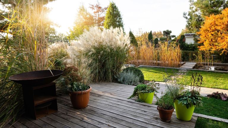 Pruning pampas grass: how and when to complete this task | Gardeningetc