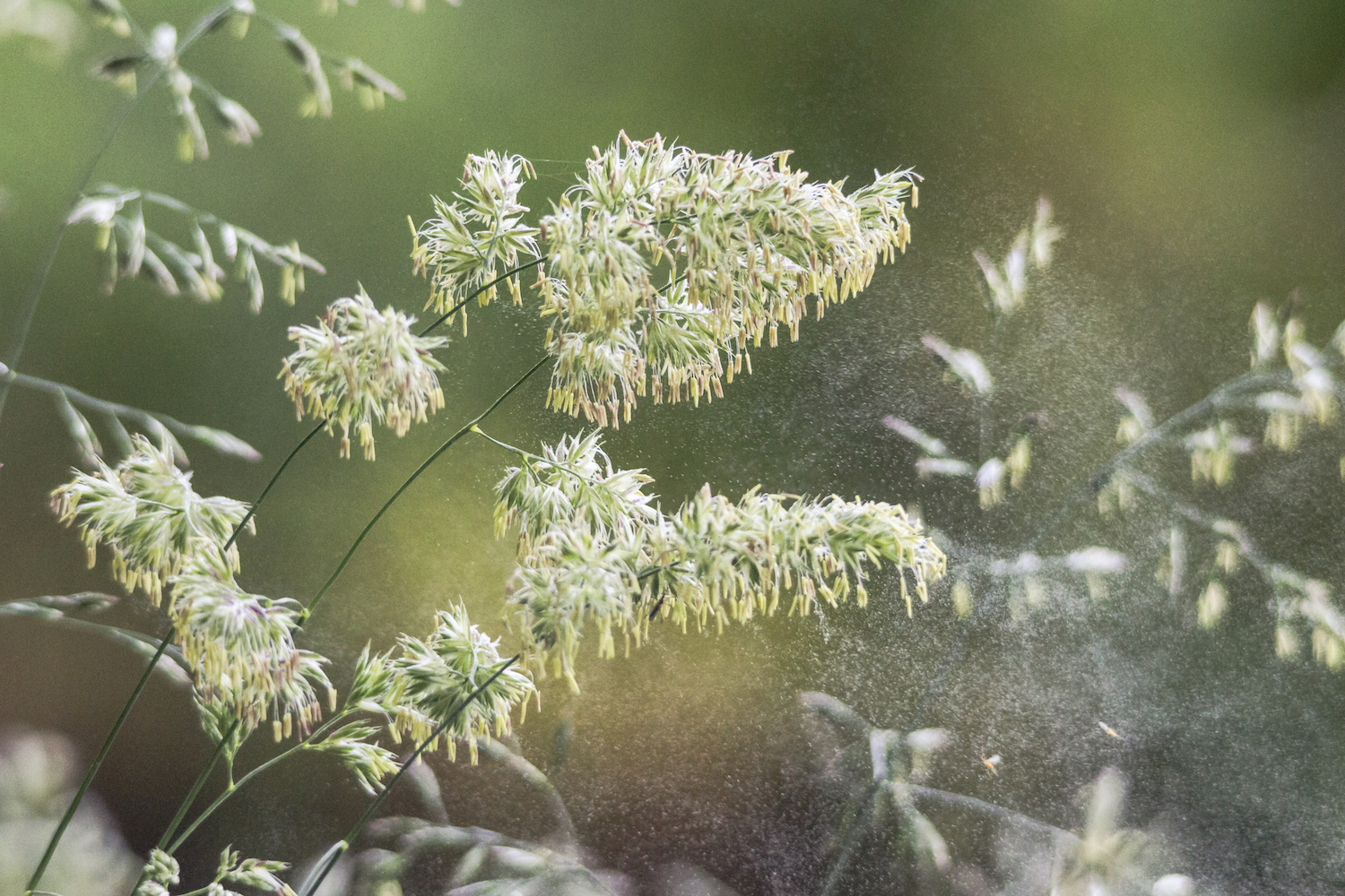 Grass pollen is released mostly in the afternoon and evening hours during late spring and summer.