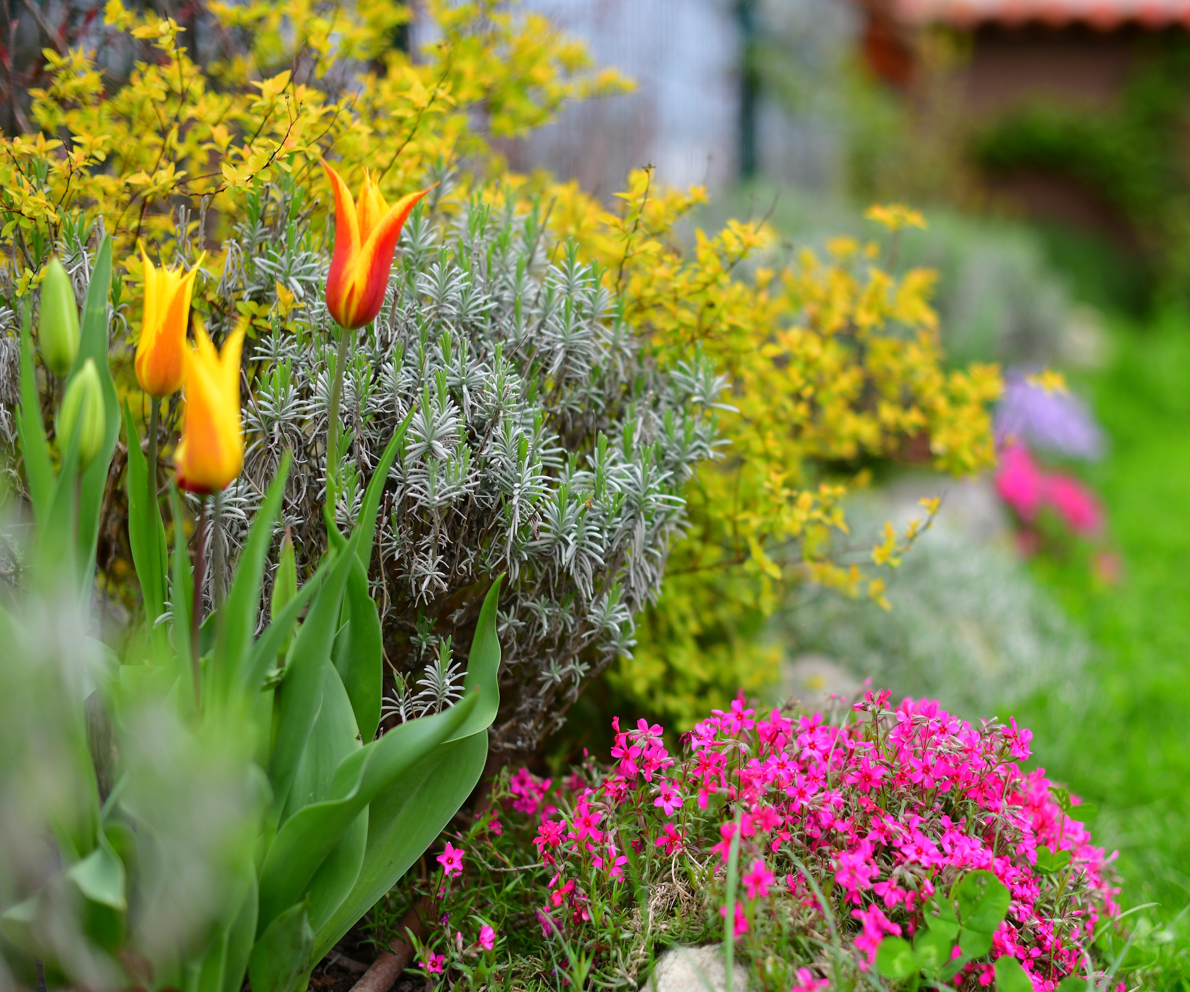 garden border, spring flowers, tulips