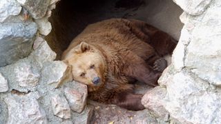 Bear sleeping in cave