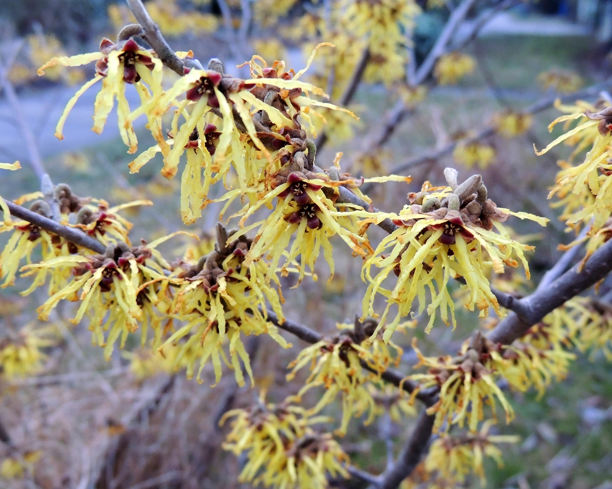 Vernal witch hazel Hamamelis vernalis