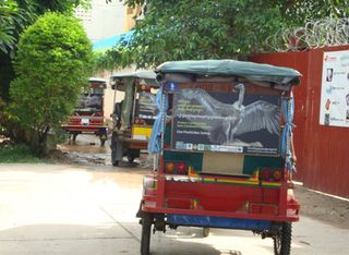 The Wildlife Conservation Society and the Cambodia Vulture Conservation Project have sponsored signage for International Vulture Awareness Day alerting Cambodian citizens of the potentially deadly effects of pesticides to vultures. The signs have been mounted on a number of three-wheeled taxis called