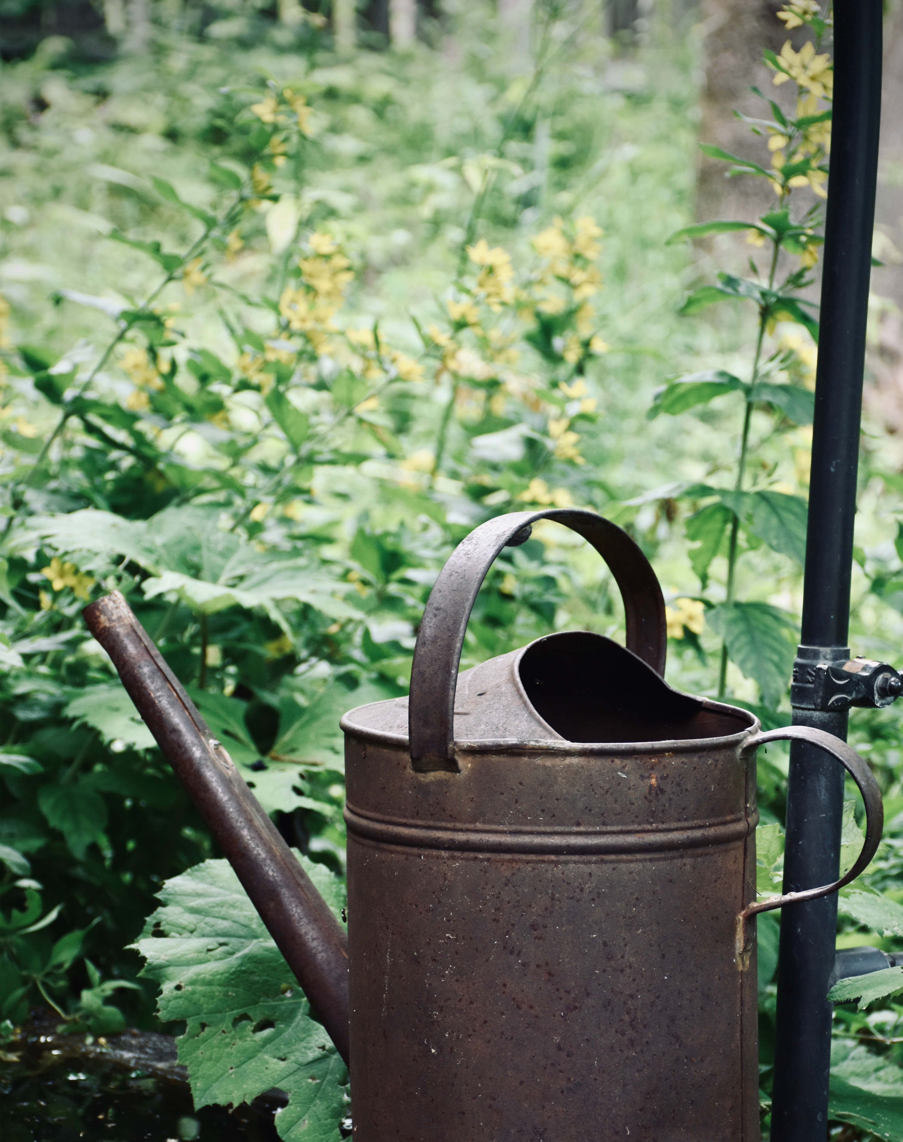 Garden trends: metal watering can