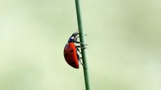 Single ladybird climbing up a thin green shot against a blurry background