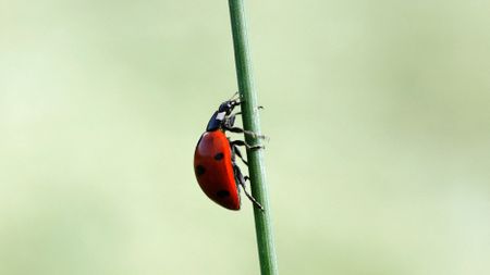 Single ladybird climbing up a thin green shot against a blurry background