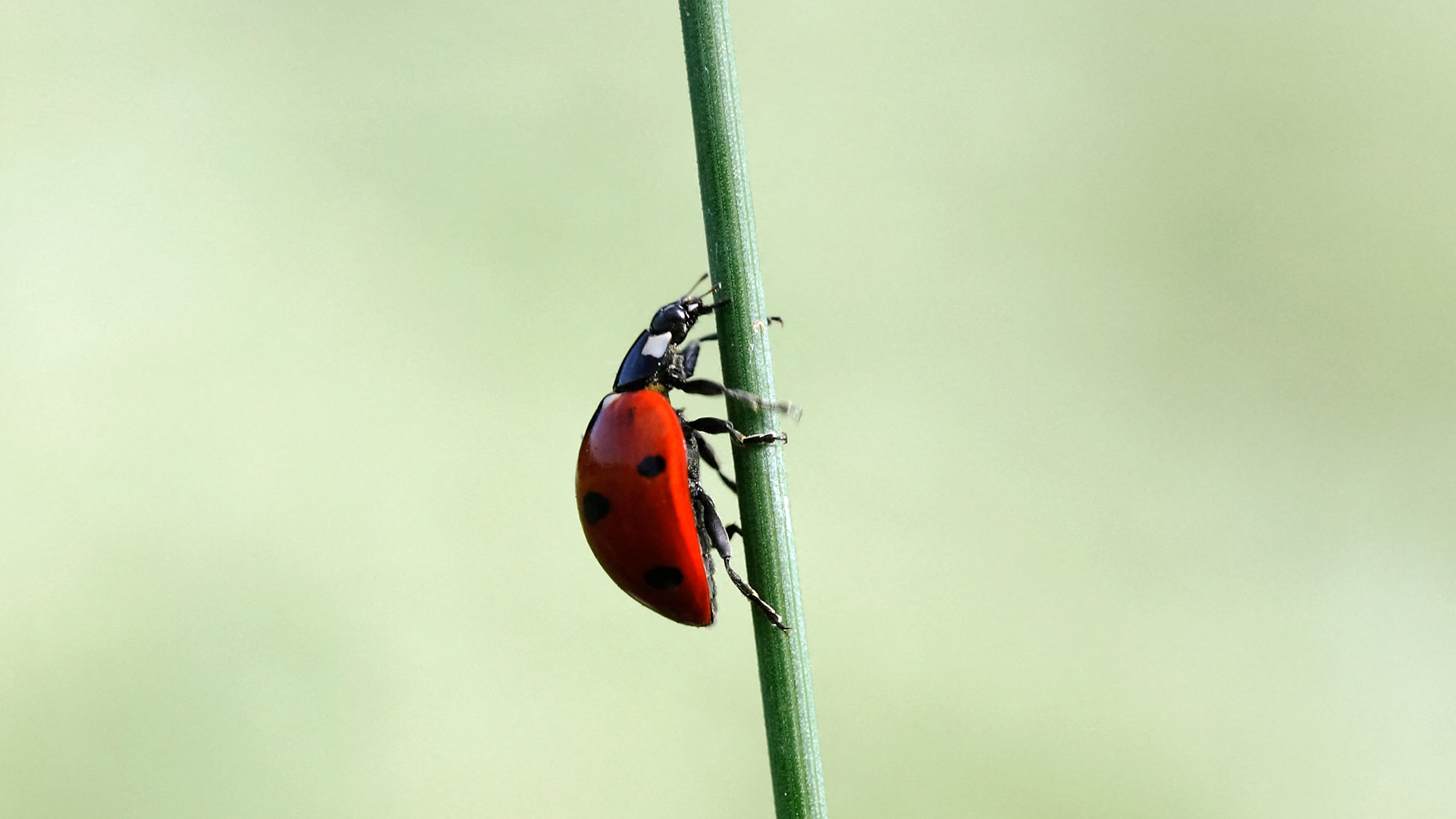 Single ladybird climbing up a thin green shot against a blurry background