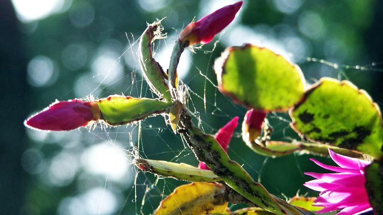 Pests and webs on Christmas cactus plant