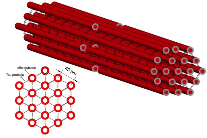 microtubules act as train tracks for transporting molecular cargo from one end of the neuron to the other
