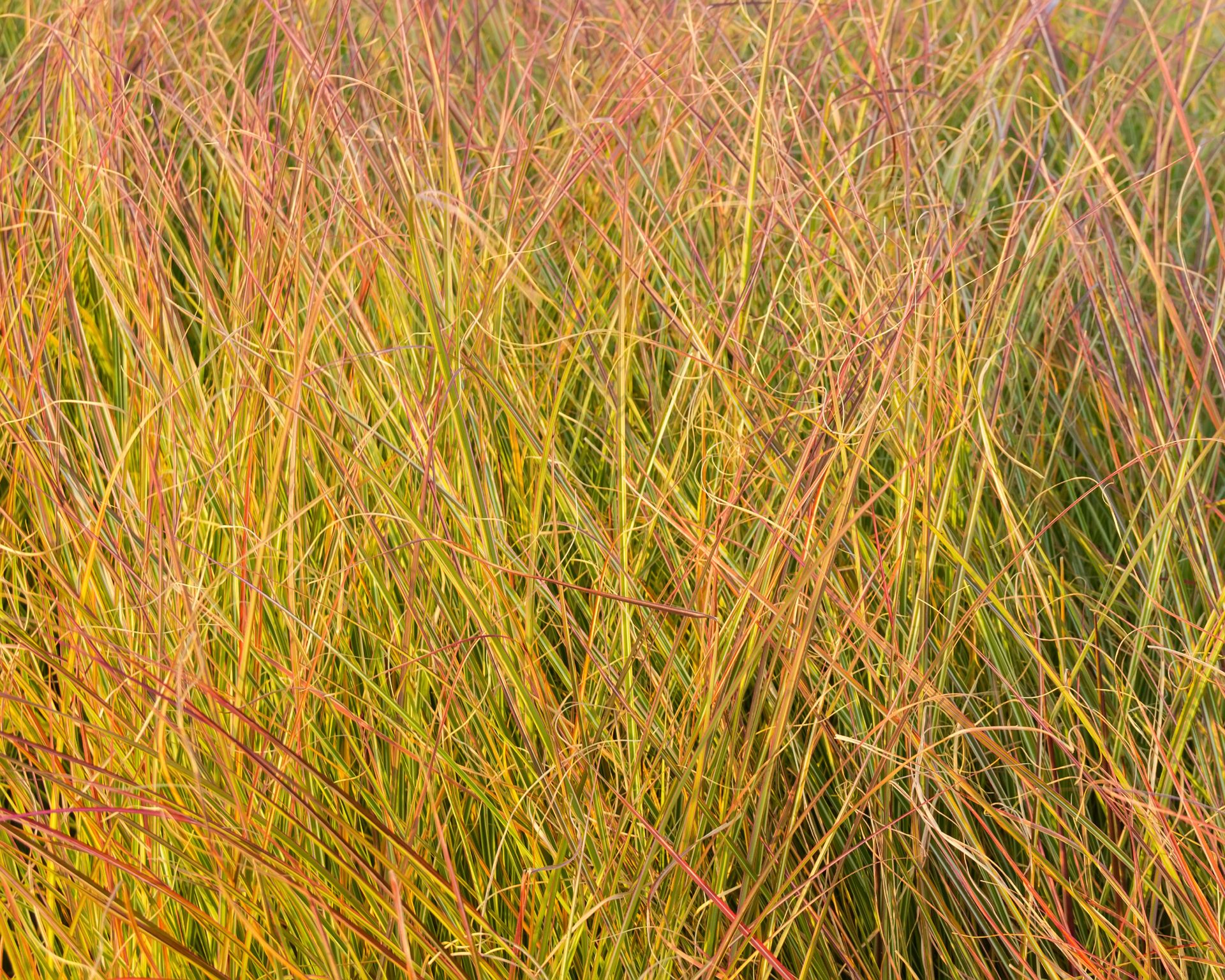 Closeup of pheasant's tail grass in fall
