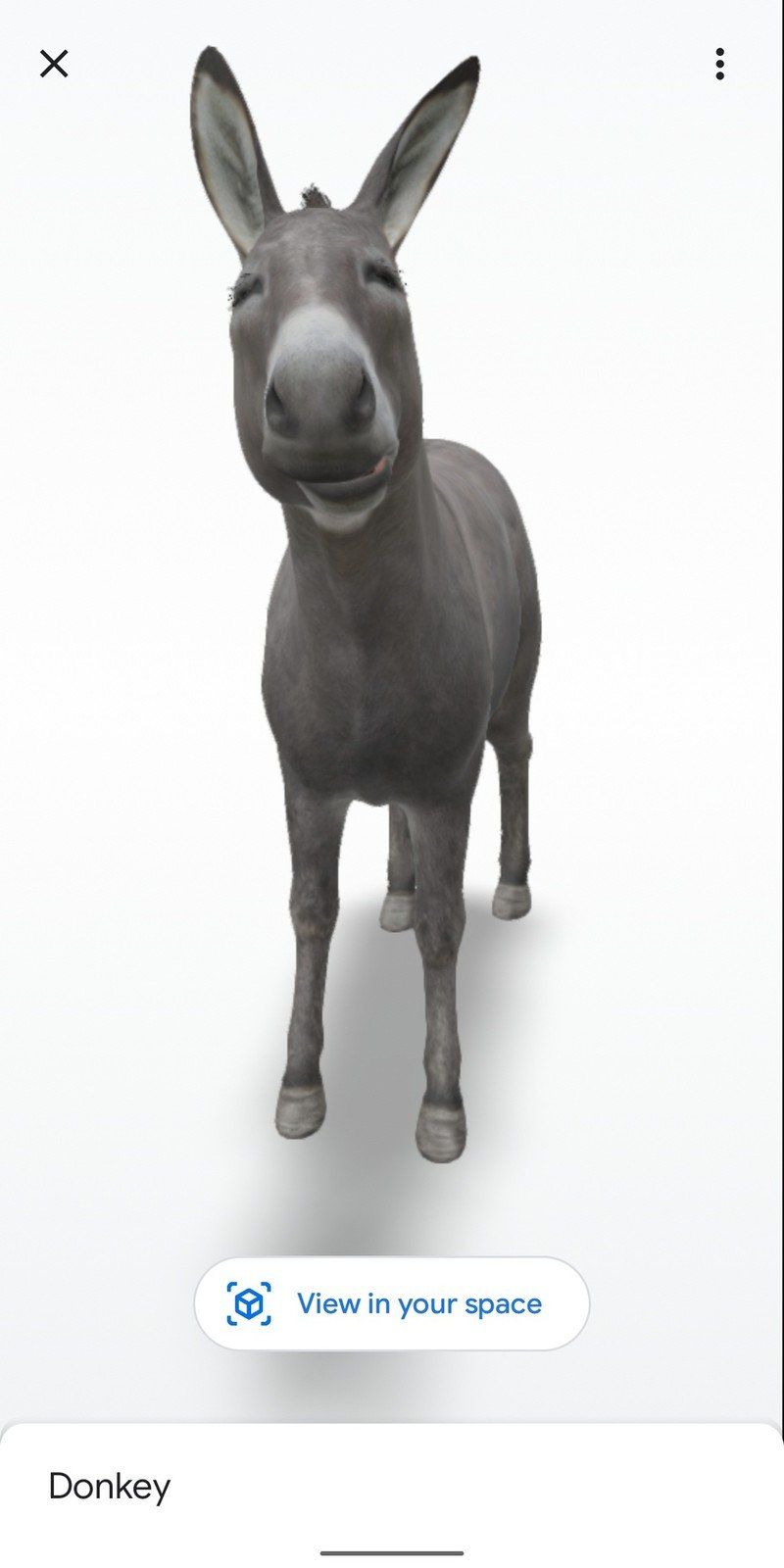 Donkey