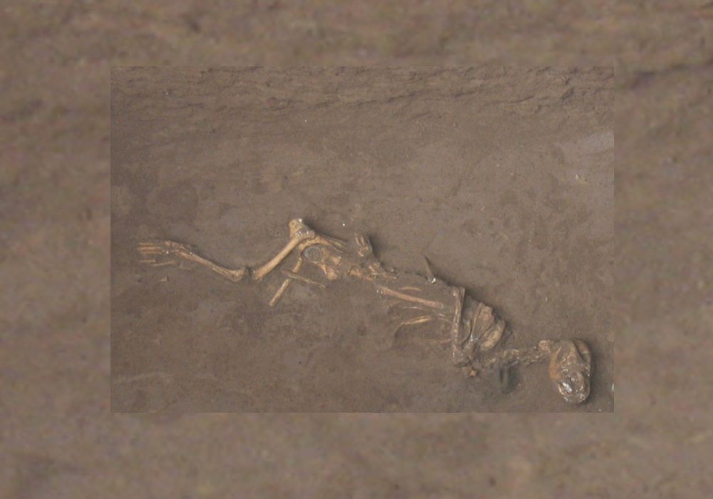 A Bronze Age dog found buried with a bell around its neck at the site of Sipanmo in Anyang, China.