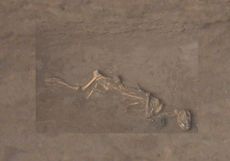 A Bronze Age dog found buried with a bell around its neck at the site of Sipanmo in Anyang, China.