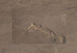 A Bronze Age dog found buried with a bell around its neck at the site of Sipanmo in Anyang, China.