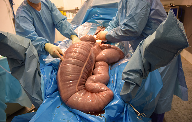 A horse's gut undergoing surgery in a case of sand colic