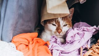 Cat sleeping in closet