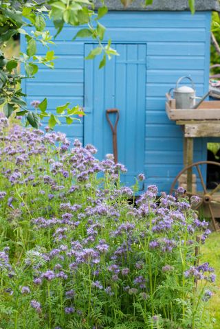 blue painted shed with purple flowers