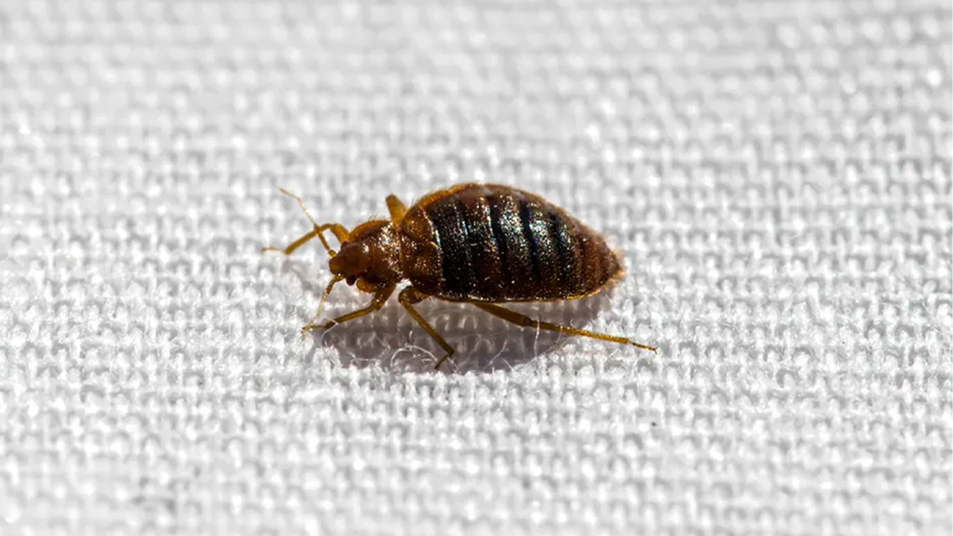 A brown bed bug on cream fabric