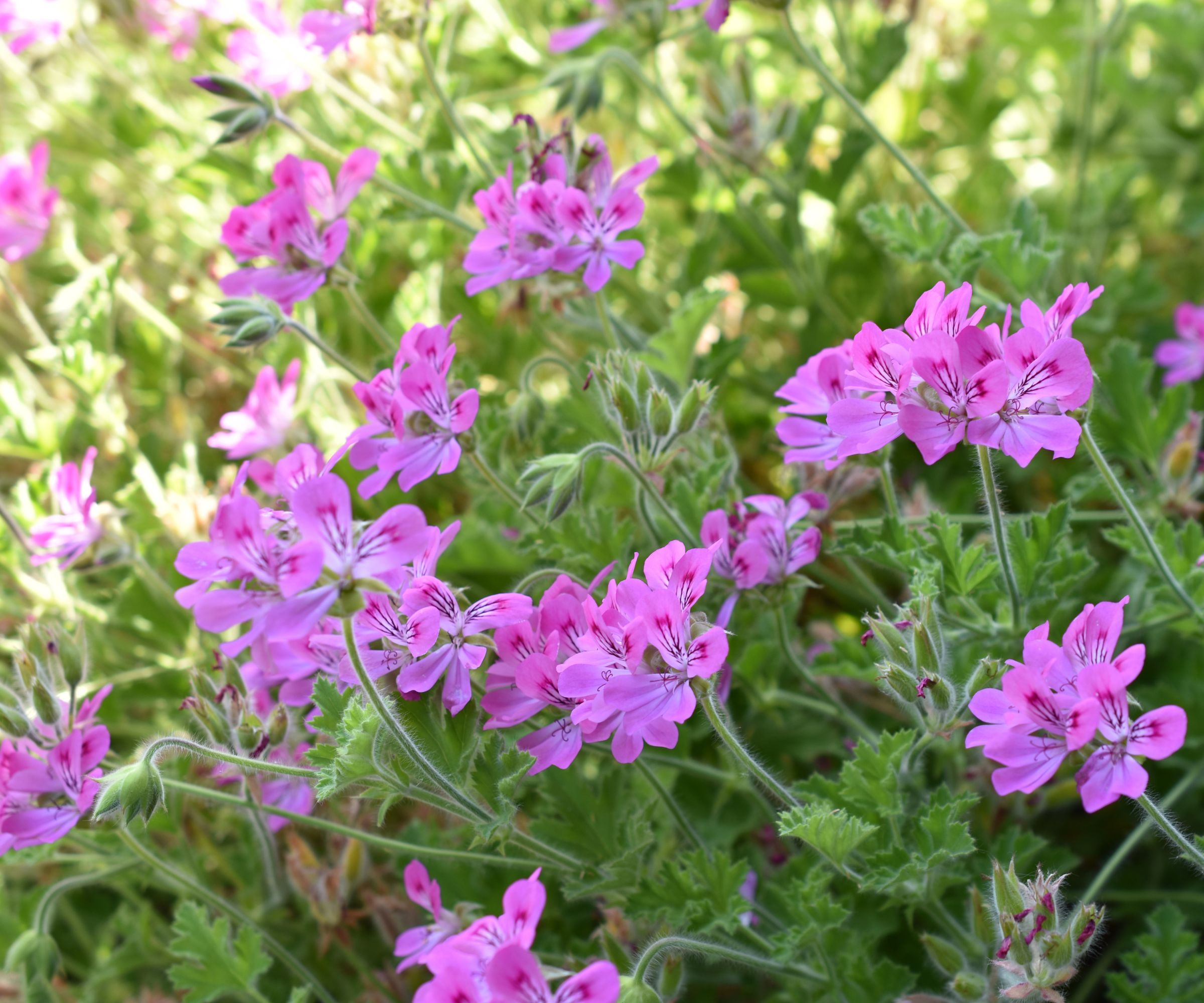 Cinnamon scented geranium blooming against green foliage