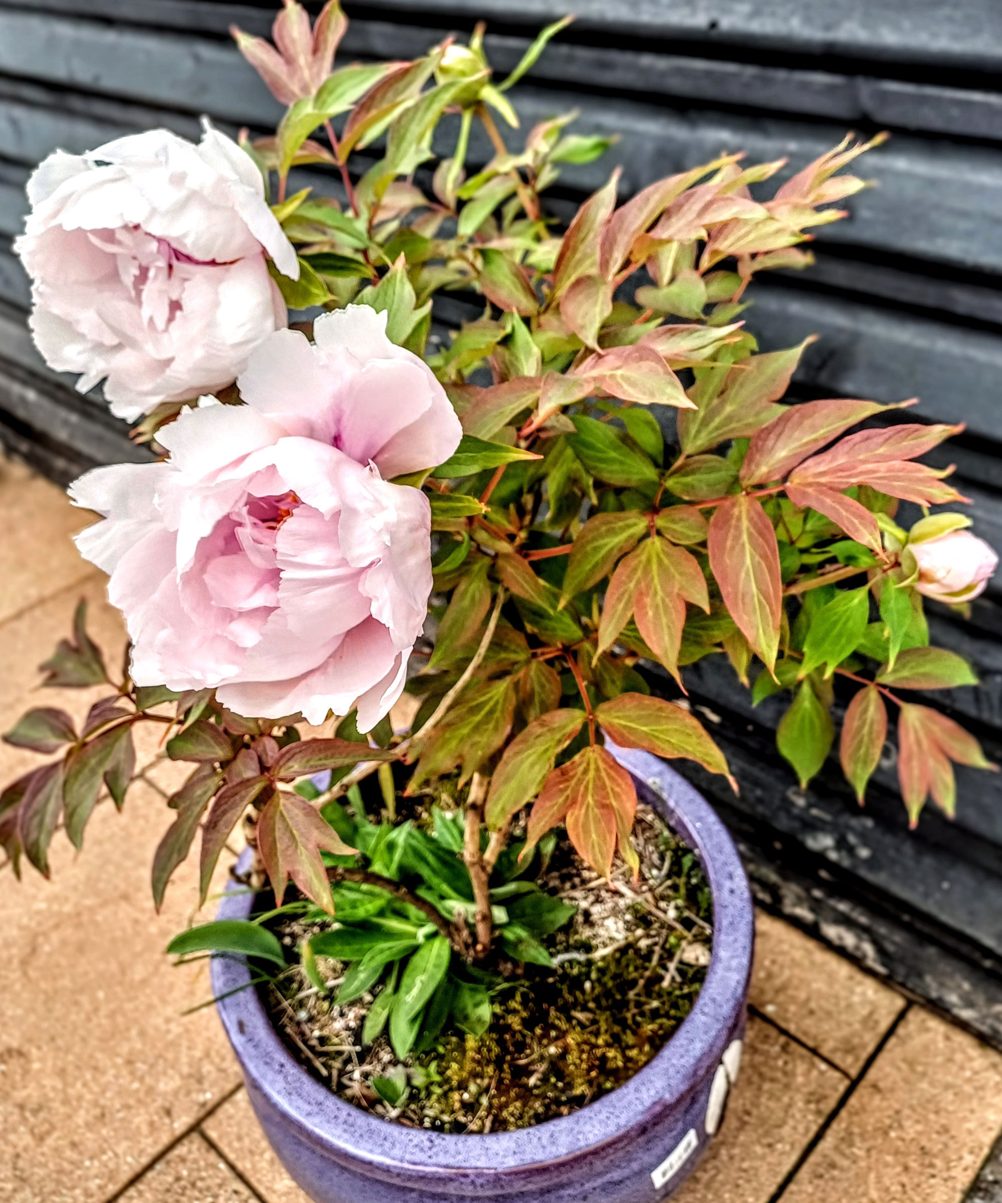pink tree peony in purple container