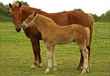 Suffolk-Punch.jpg