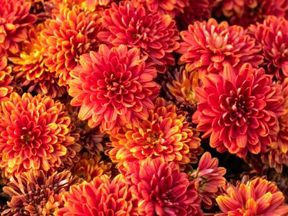 Many bright orange mums