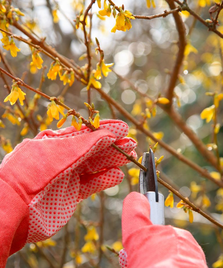 How & When to Prune Forsythia for Better Blooms | Gardening Know How