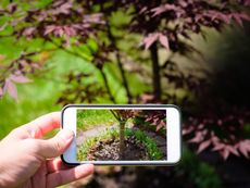 Person Taking A PIcture Of A Tree With A Cell Phone