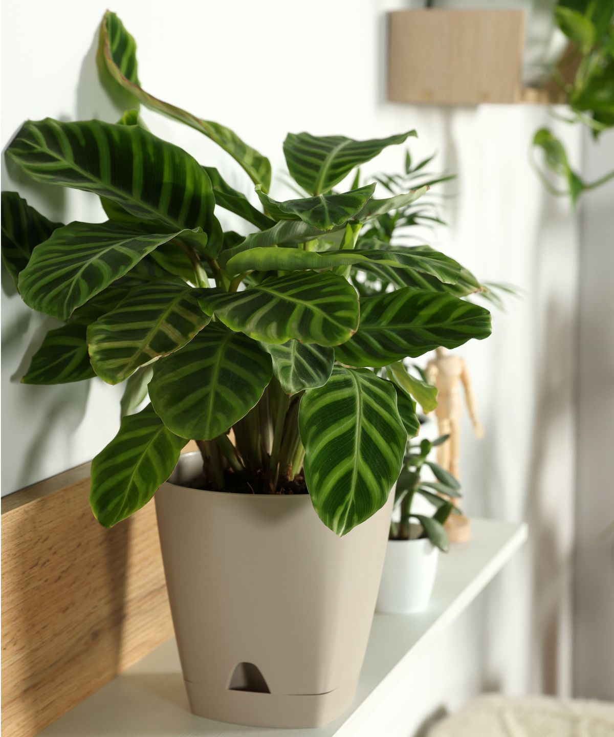 これらの5つのCalathea品種はアートワークのように見えます