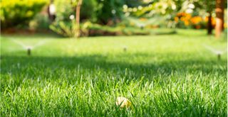 healthy green lawn in the summer to ask can you cut grass in the heat