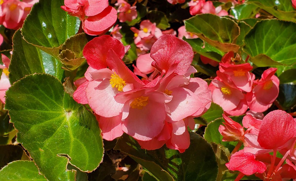 Galaxy Note 10 Plus flower photo