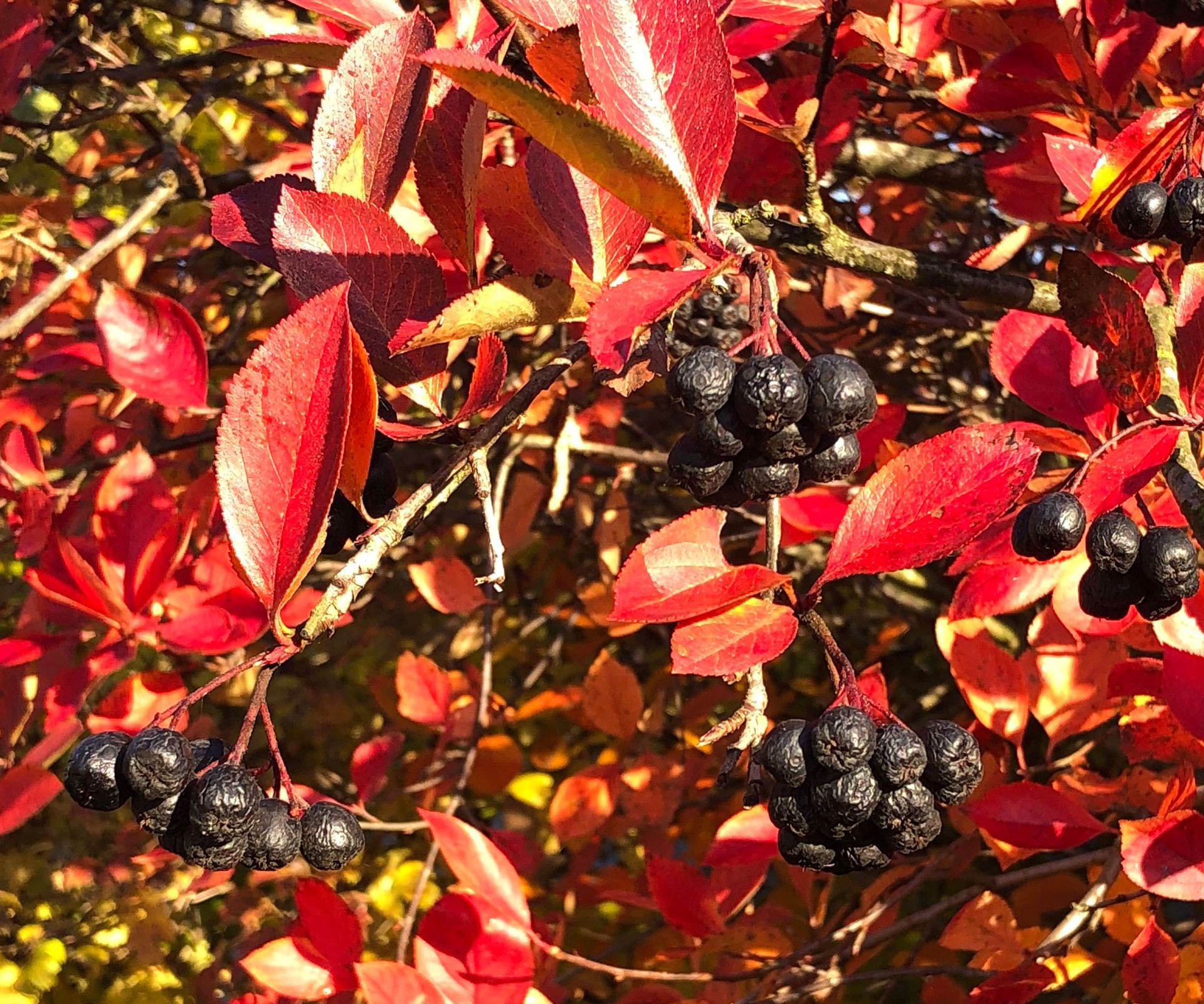 black chokeberry fruit growing on tree