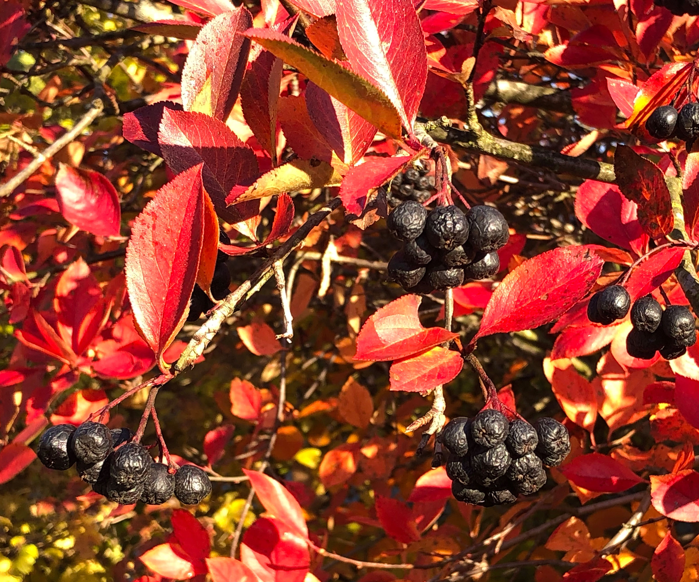 black chokeberry fruit growing on tree