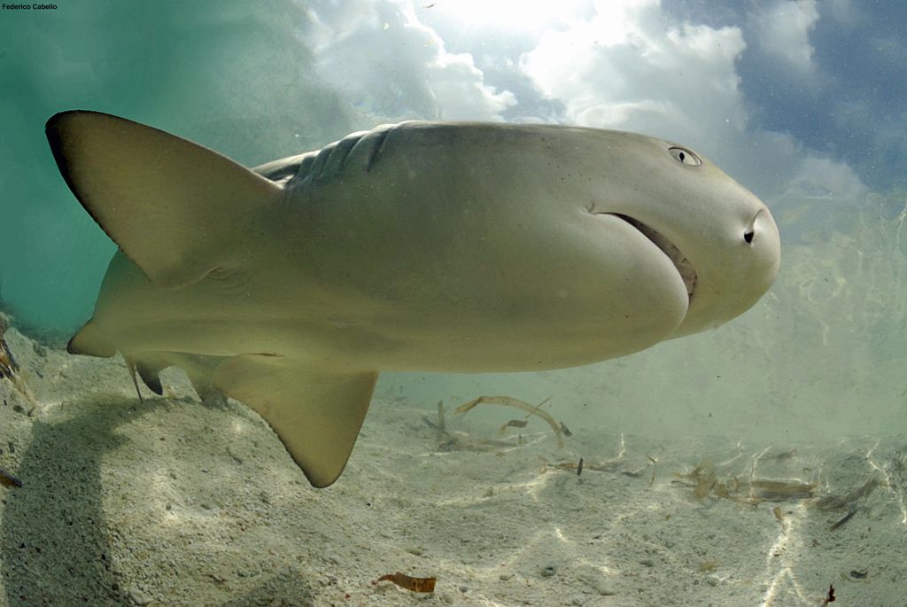 Lemon Sharks Return to Their Birthplace to Have Babies Live Science