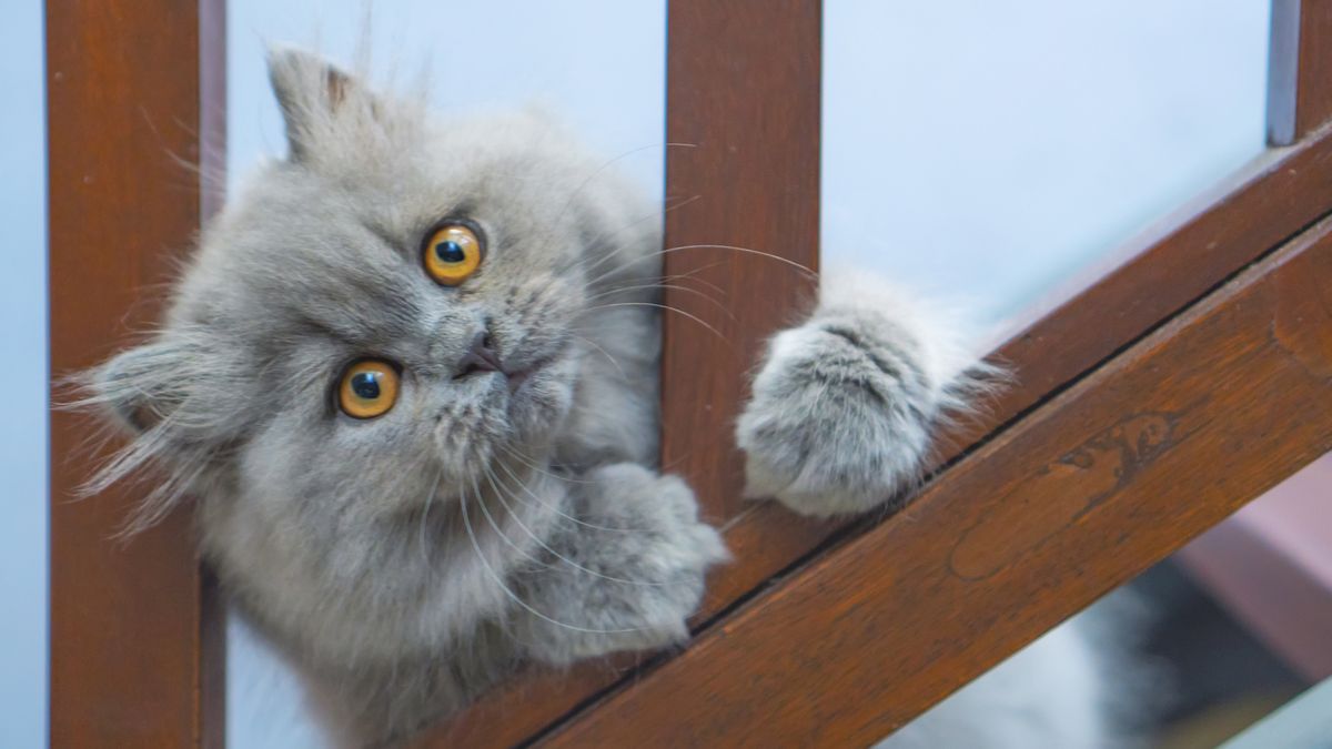 A gray persian cat clings to a bannister