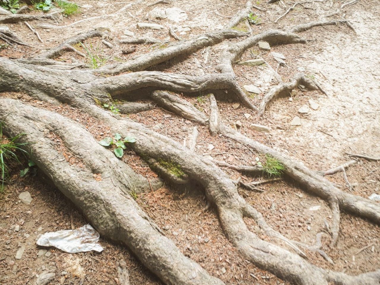 Above Ground Tree Roots