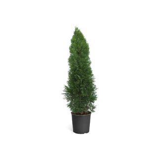 potted thuja tree