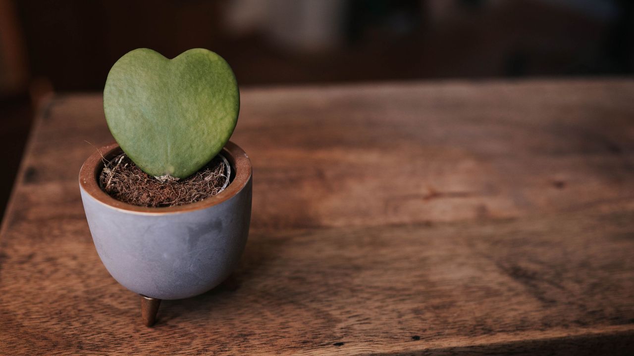 Hoya kerrii heart shaped leaf in pot on a dark wooden desk