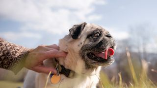 Owner holding pug dog by the collar