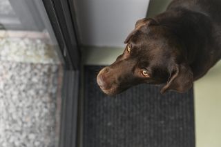 labrador dog waiting by door