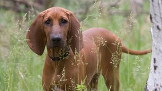 Close up of redbone coonhound in long grass