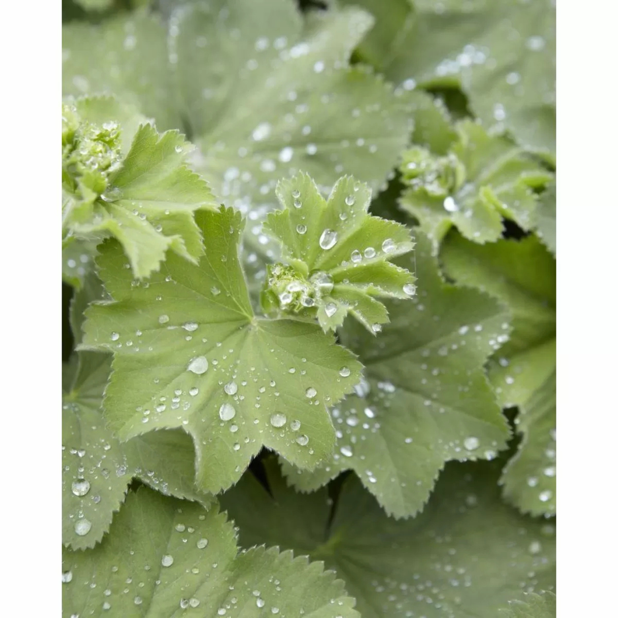 Alchemilla Mollis - Lady's Mantle