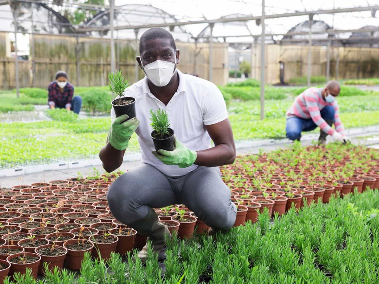 Gardener With Mask On Holding Small Individually Potted Plants In A Large Garden